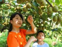 四川华蓥：特色水果助农增收