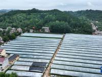 一个秦岭小山村的振兴发展路
