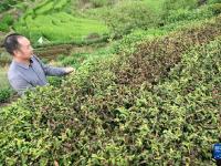 福建宁德：抗旱护茶园
