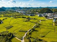 贵州高原：稻谷飘香景如画
