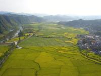 贵州高原：稻谷飘香景如画
