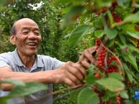 一个秦岭小山村的振兴发展路
