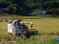 四川高县：战高温秋收忙

