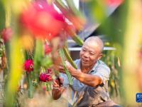 湖南道县：特色种植 助农增收
