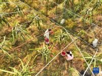 湖南道县：特色种植 助农增收