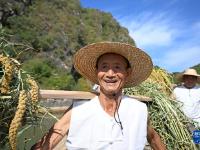天津：谷子飘香收获忙
