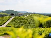 秋日茶园风光美
