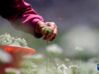 山东沂源：韭花盛开采收忙
