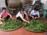 广西苍梧：六堡茶飘香乡村振兴路
