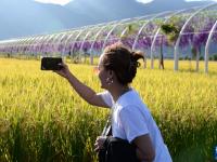 云南大理：洱海畔万亩稻田迎丰收

