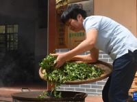 广西苍梧：六堡茶飘香乡村振兴路
