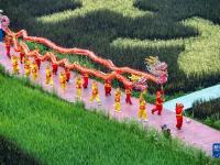 重庆大足：稻田作画迎丰收
