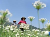 山东沂源：韭花盛开采收忙
