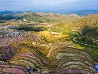 贵州花溪：农旅融合促振兴
