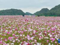 贵州花溪：农旅融合促振兴
