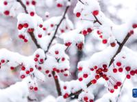 吉林多地迎来降温降雪
