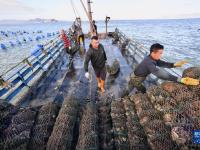 福建霞浦生蚝采收忙
