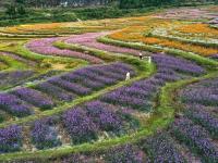 贵州花溪：农旅融合促振兴
