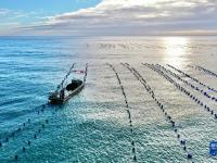 福建霞浦生蚝采收忙
