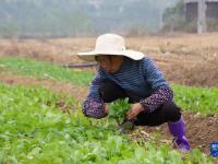 湖南湘潭：抢抓农时栽种油菜苗
