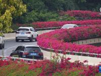 南宁：鲜花扮靓城市
