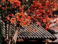 玉渊潭畔秋意浓
