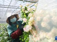 甘肃兰州：鲜切玫瑰远销海内外
