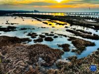 河南济源：黄河湿地冬景如画
