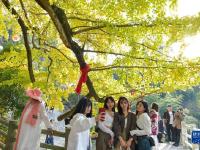贵阳：古银杏“换装”扮靓美丽乡村

