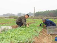 湖南湘潭：抢抓农时栽种油菜苗
