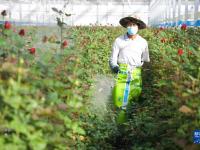甘肃兰州：鲜切玫瑰远销海内外
