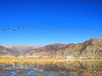 拉萨唐嘎湿地：珍稀鸟类的冬季乐园
