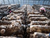 宁夏贺兰：食用菌产业助力乡村振兴
