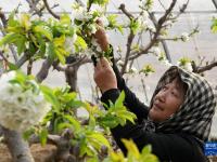 河北秦皇岛：樱桃树花芬芳 农民管护忙

