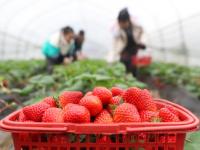 湖南衡阳：草莓飘香采摘忙

