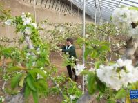 河北秦皇岛：樱桃树花芬芳 农民管护忙
