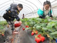 湖南衡阳：草莓飘香采摘忙
