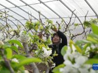 河北秦皇岛：樱桃树花芬芳 农民管护忙
