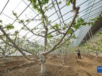 河北秦皇岛：樱桃树花芬芳 农民管护忙
