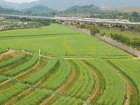 都市田园春色好

