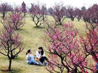 西安：梅花照眼早春时
