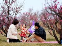 西安：梅花照眼早春时
