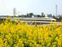 花香伴列车
