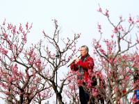 西安：梅花照眼早春时
