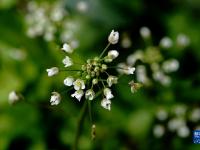 春在溪头荠菜花
