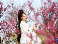 西安：梅花照眼早春时
