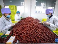 宁夏同心：圆枣深加工生产忙
