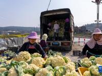 贵州从江：松花菜抢鲜上市供应市场
