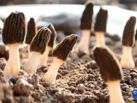 山东成武：早春收获羊肚菌忙
