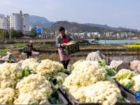 贵州从江：松花菜抢鲜上市供应市场
